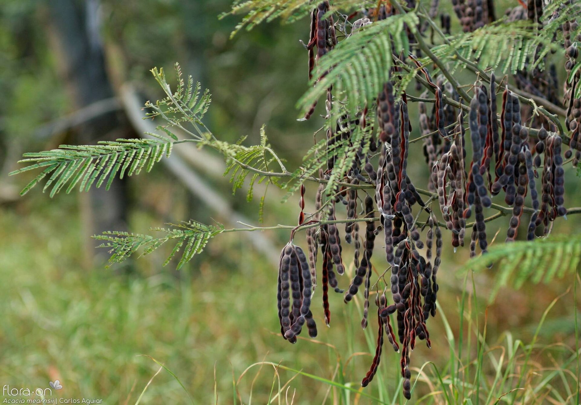 Acacia Negra - Vista 3